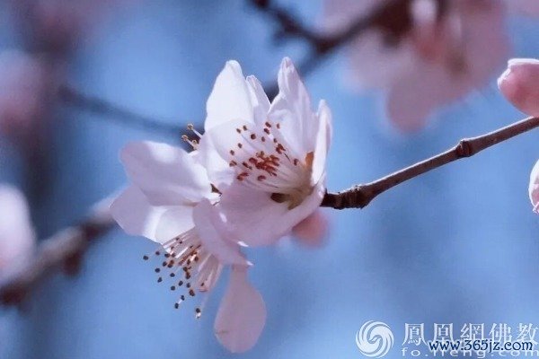 图片源泉：网释教文化 照相：十愿