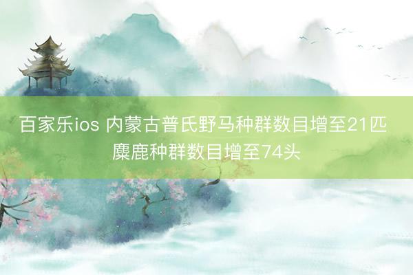 百家乐ios 内蒙古普氏野马种群数目增至21匹 麋鹿种群数目增至74头