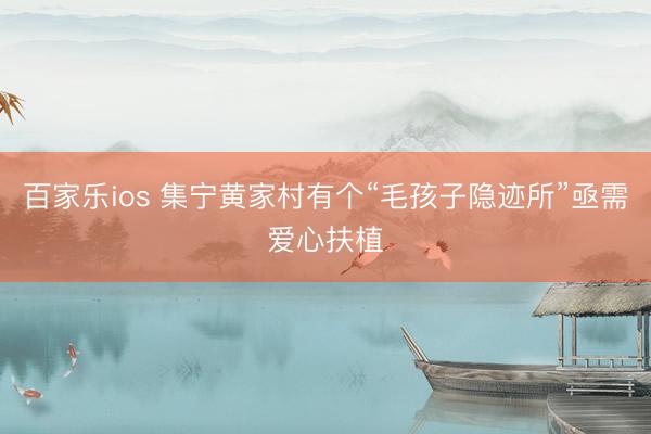 百家乐ios 集宁黄家村有个“毛孩子隐迹所”亟需爱心扶植